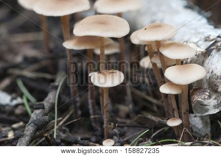 Mushrooms (Gymnopus confluens) on an old gray autumn leaves