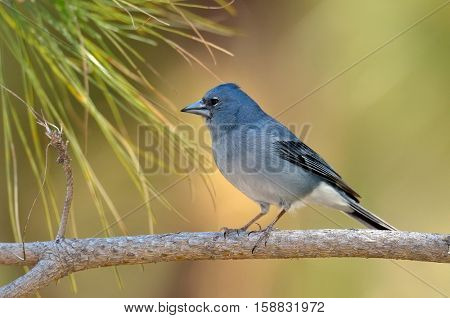 Blue Chaffinch (Fringilla teydea) in natural habitat