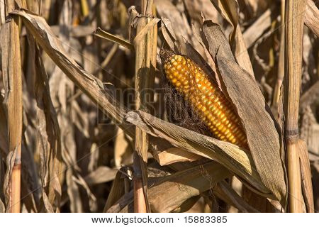 Reif Mais in einem Feld