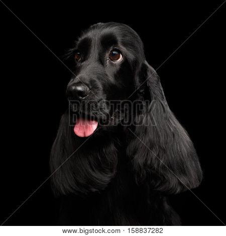 Close-up portrait of dog english cocker spaniel breed, huge eyes looking up on isolated black background, front view