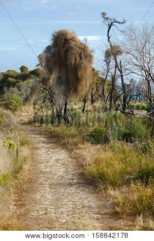 Dry grass of Australian bushland
