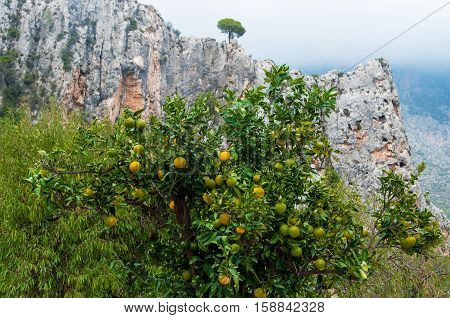 Orange tree and a mountains in Valencia Spain