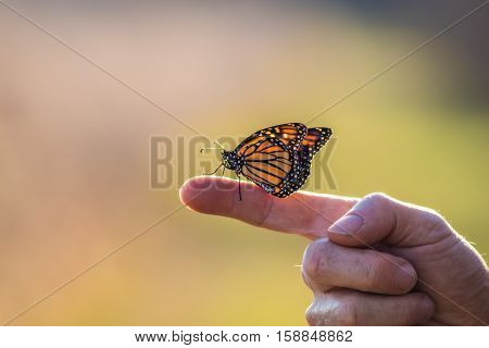 A Viceroy Butterfly (Limenitis archippus) looks like the Monarch and is perched on an extended finger