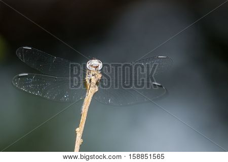 Dragonfly resting on a stick. This view of a beautiful yet very strange creature reveals how truly bizarre the dragonfly's head is. Its wings captured the light and created coloful prismatic dots. The shallow depth of field provides an abstract background