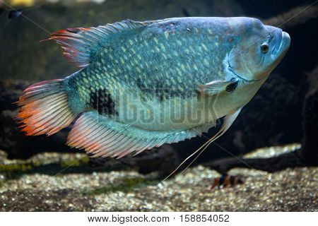 Giant gourami (Osphronemus goramy). Freshwater fish.