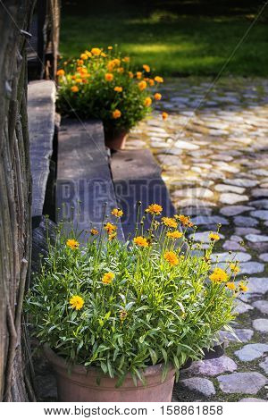 Yellow carnations in a pots near wooden stairs in a farmstead