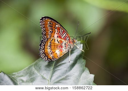 Detail of tropical orange butterfly (Cethosia hypsea) perching on a leaf
