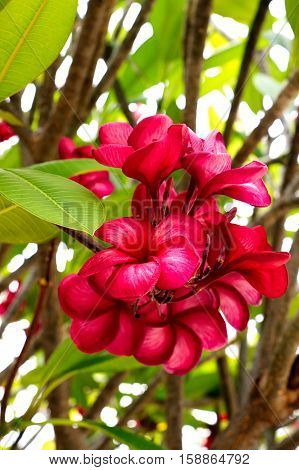 bouquet of blooming red Plumeria or Frangipani flowers on tropical tree