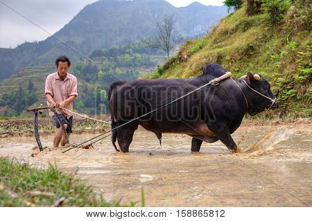 Zhaoxing Dong Village Guizhou Province China - April 9 2010: Chinese farmer works in a field ox pulling a plow.