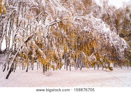 winter birch tilted arc under the weight of snow, force of nature