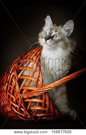 Cute young kitten of breed Neva masquerade looks out from the basket the cat is having fun playing hide and seek