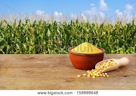 Dry uncooked corn groats in bowl on wooden table with corn field on background. Agriculture and harvest concept. Maize grains with maize field background
