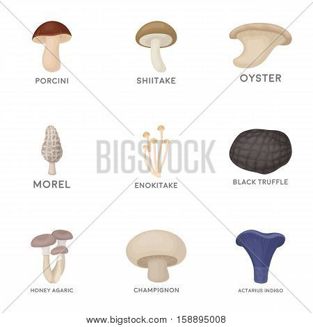 Mushroom set icons in cartoon style. Big collection of mushroom vector symbol stock
