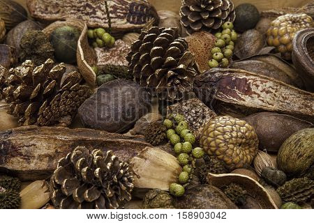 Seasonal Christmas Forest Spread. A selection of traditional Christmas potpourri items including golden pine cones nuts and berries.