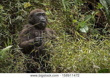 Beautiful and wild lowland gorilla in the nature habitat in Africa