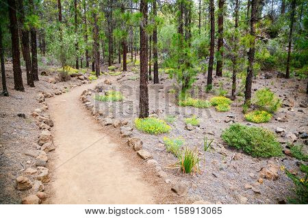 Walking Footpath In The Beautiful Mountain Forest