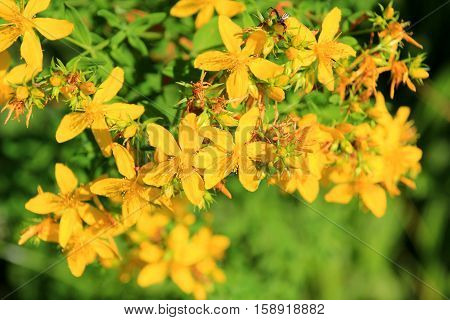 Yellow wild flower called St. John's wort