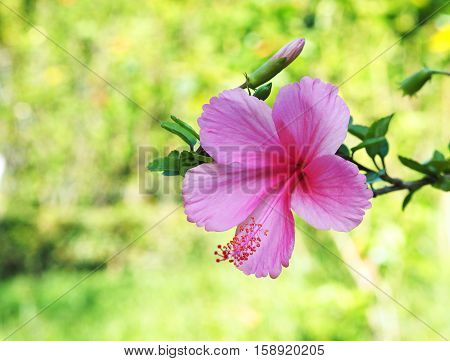 Pink Hibicus flower over green blurred background