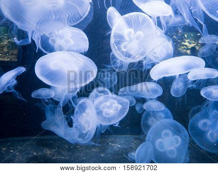 Chrysaora Jellyfish