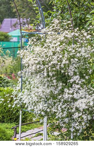 Clematis paniculata (Clematis paniculata). Blooming white clematis vertical gardening