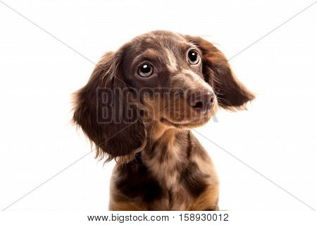 Small dachshund dog on a white background