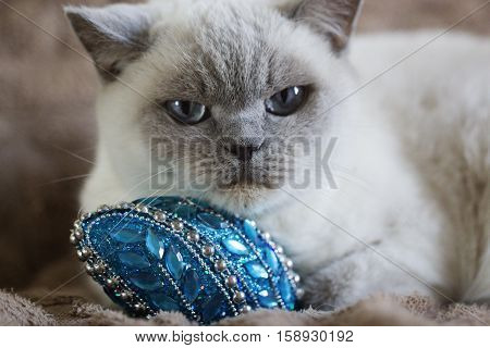 British white cat. British white cat with Christmas toy. British white cat with blue eyes