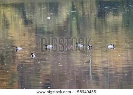 Nile geese in the Danube with shadowplay colorful water
