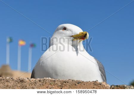 gull siting on stone wall against blue sky