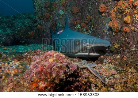 Marked Whitetip Shark