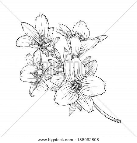 beautiful monochrome black and white bouquet lily isolated on background. Hand-drawn. design greeting card and invitation of the wedding birthday Valentine's Day mother's day and other holiday