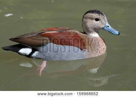 Ringed teal (Callonetta leucophrys). Wildlife animal. 