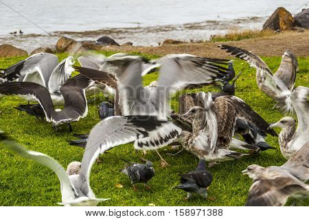 Grounded Gulls depicts the full bellied seabirds resting on the grass after an early meal.