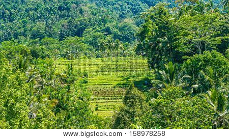 Rice tarraces near Jungle in Sidemen on Sunny Day, Bali, Indonesia.