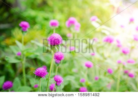Globe Amaranth Or Gomphrena Globosa Flower In The Garden