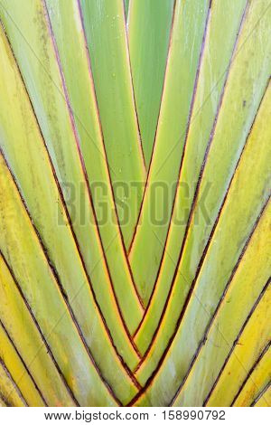 Petiole pattern of banana tree Green natural background