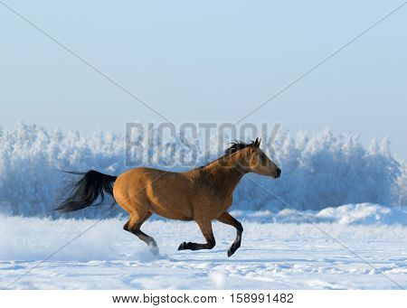 Gold chestnut horse gallops across snowy field. Side view.