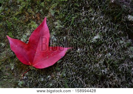 Red Maple Leaf On Green Mos, Nature Concept