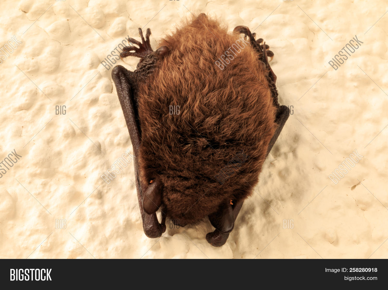 Bat Sleeps On House Image Photo Free Trial Stock Bat Sleeps On A House Wall Of An Apartment Building The Was Hanging Near