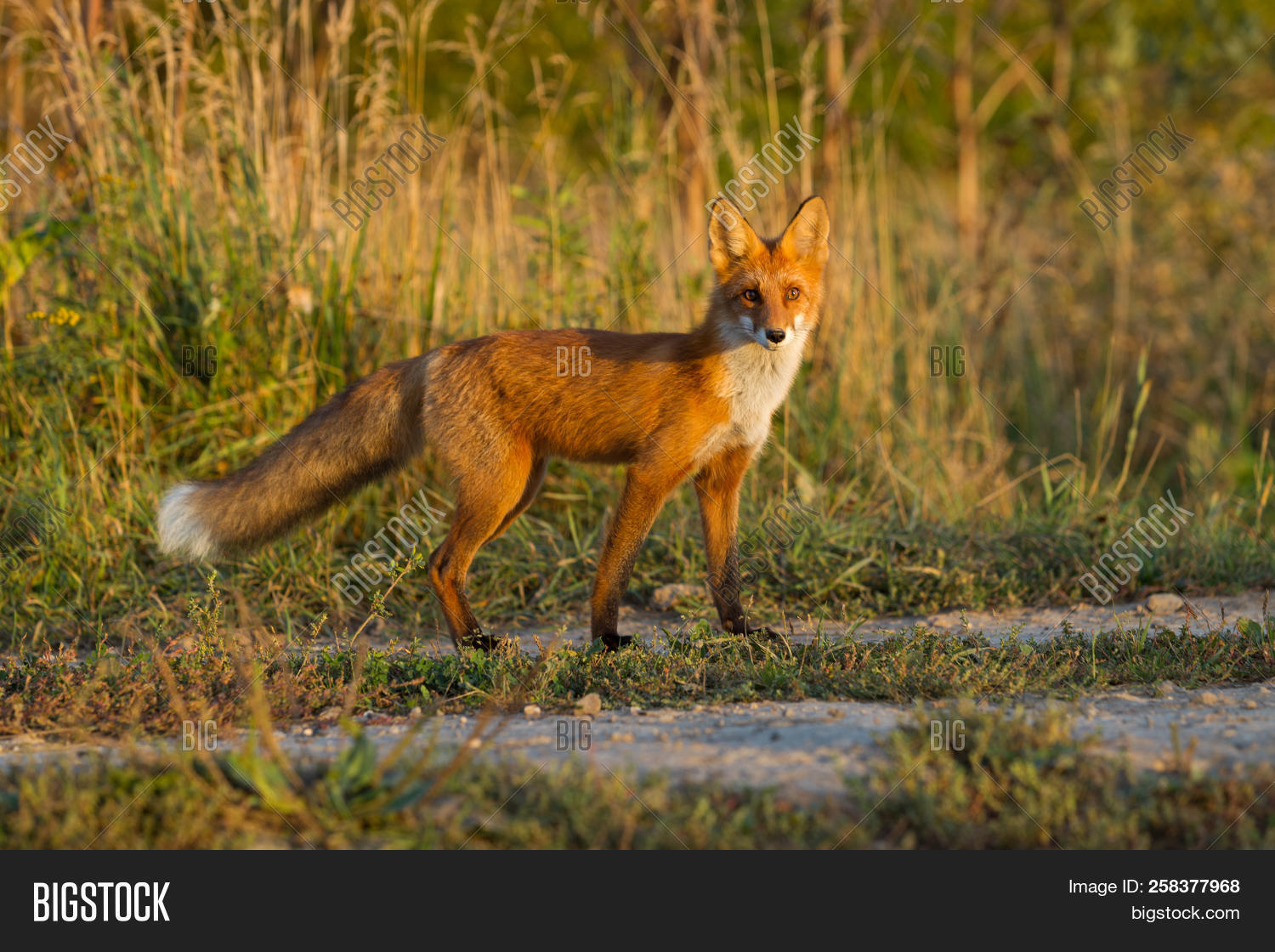 Cute, Young, Fiery, Image & Photo (Free Trial) | Bigstock