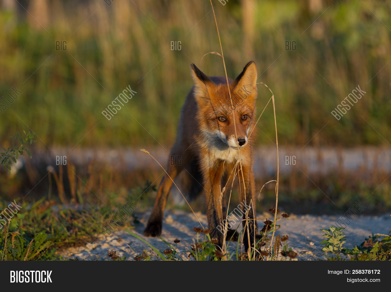 Cute, Young, Fiery, Image & Photo (Free Trial) | Bigstock