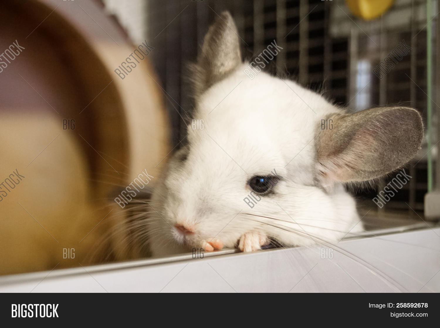 Cute Chinchilla White Image \u0026 Photo (Free Trial) | Bigstock, image size:1500x1120