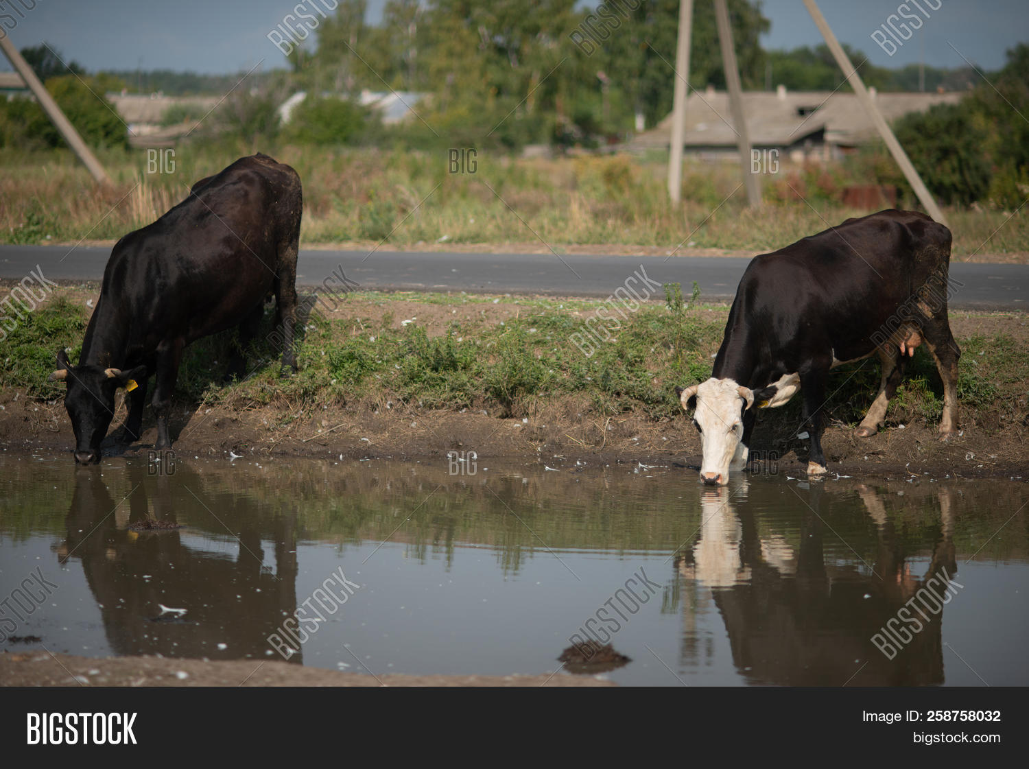 Animals Watering Hole Image & Photo (Free Trial) Bigstock