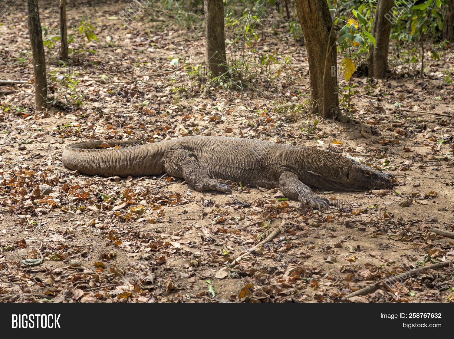 Mature Komodo Dragon Image Photo Free Trial Bigstock