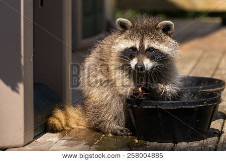 Baby Raccoon Washing Food Before Eating It.
