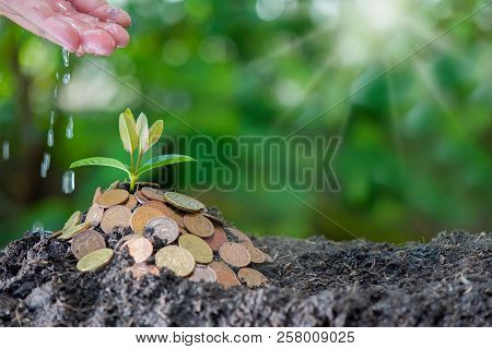 Small Plant Growing In The Garden. Fresh Start Of The Day. Save Environment And New Transformation L