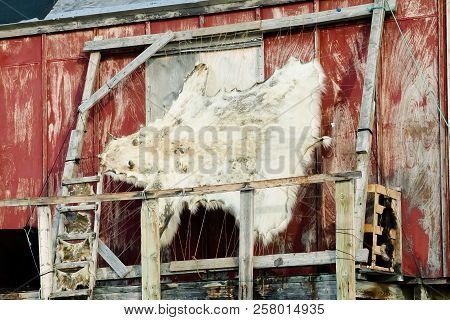 Polar Bear Skin - Ittoqqortoormiit Village - Greenland