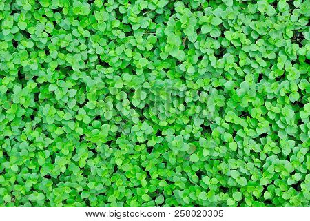 Callisia Repens Leaves, Green Leaves Texture Background