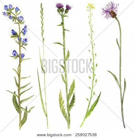 Set Of Isolated Watercolor Drawing Palnts And Flowers, Hand Drawn Illustration