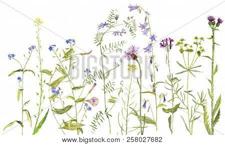 Background With Watercolor Drawing Palnts And Flowers, Hand Drawn Illustration