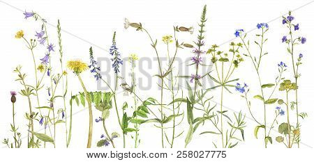 Background With Watercolor Drawing Palnts And Flowers, Hand Drawn Illustration